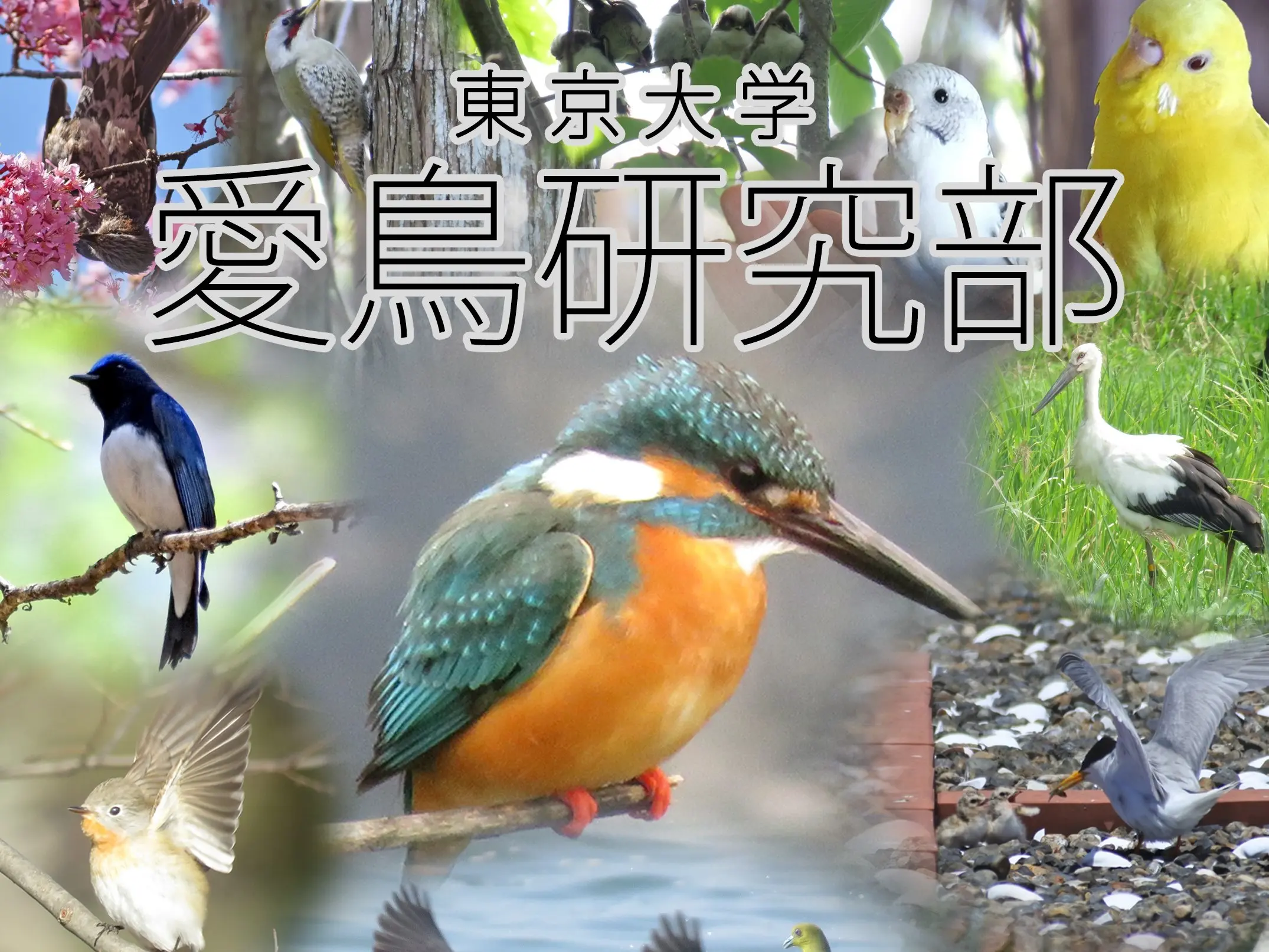 東京大学愛鳥研究部